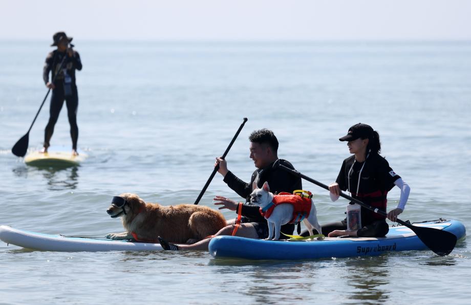 “견생(犬生) 최고의 하루!” 태안 서프 독(SUP DOG) 프로그램 인기