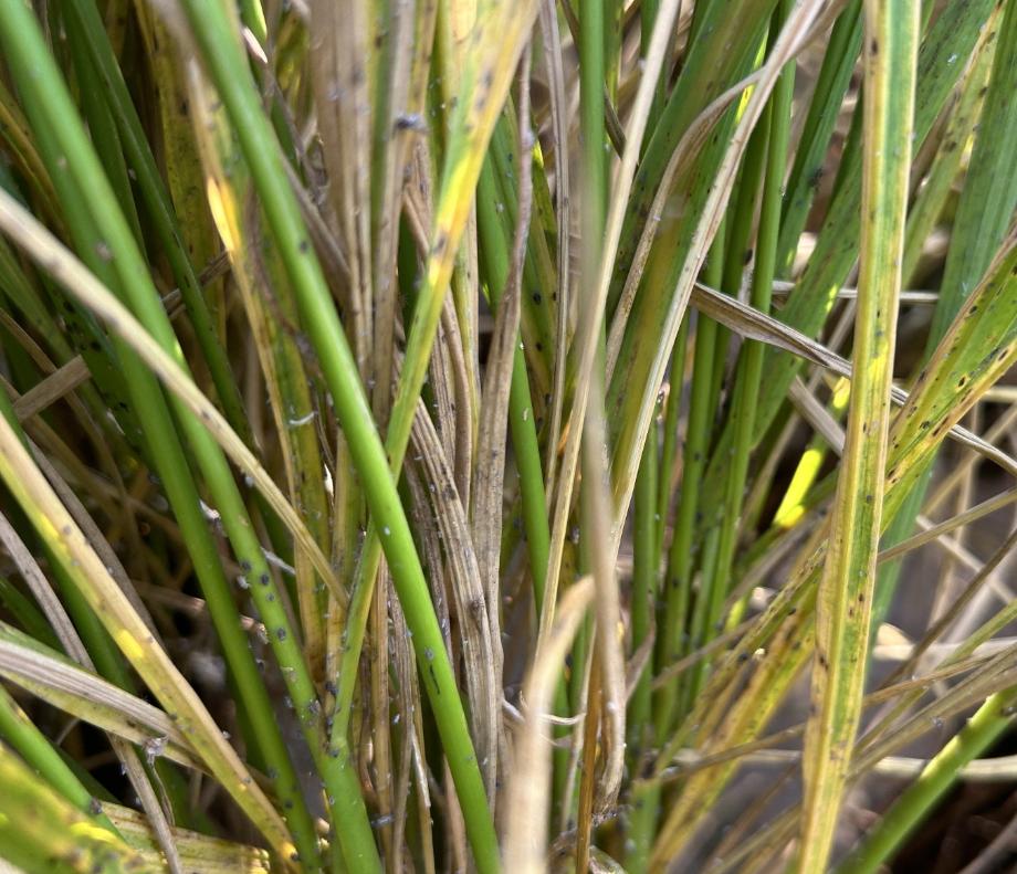 태안군, 벼 수확철 앞두고 벼멸구 방제 적극 지원 나서