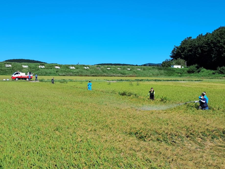 태안군, 벼 수확기 앞두고 영세·고령농 대상 긴급 방제 지원