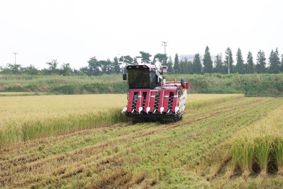 태안군, 내년도 공공비축미곡 매입품종 ‘삼광·친들’ 선정