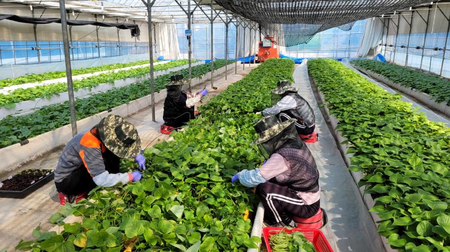 태안군, 지역 특산물 고구마 ‘명품화’ 앞장! 조직배양묘 무료 분양