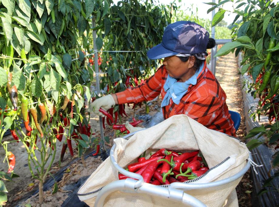 태안군, “고품질 고추·생강 키운다!” 농가 경쟁력 제고 앞장