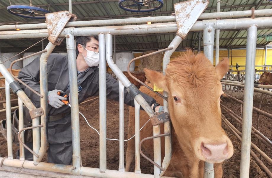 태안군, “구제역 막는다!” 1만 1657마리 백신접종 조기 마무리