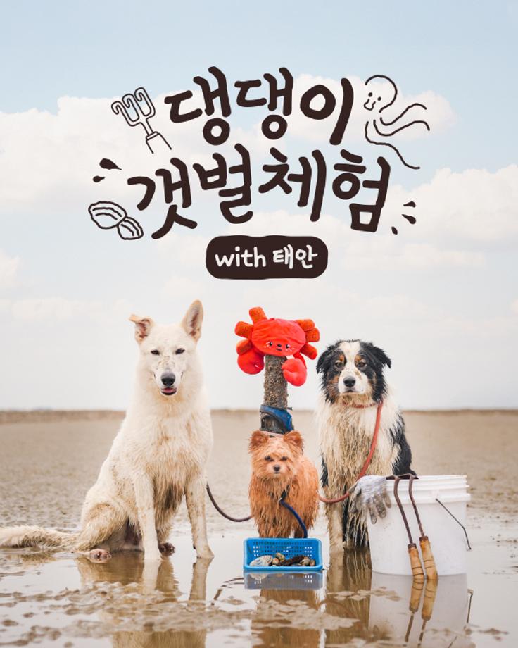 태안군, “반려동물과 함께 서해 갯벌체험 즐기세요!”