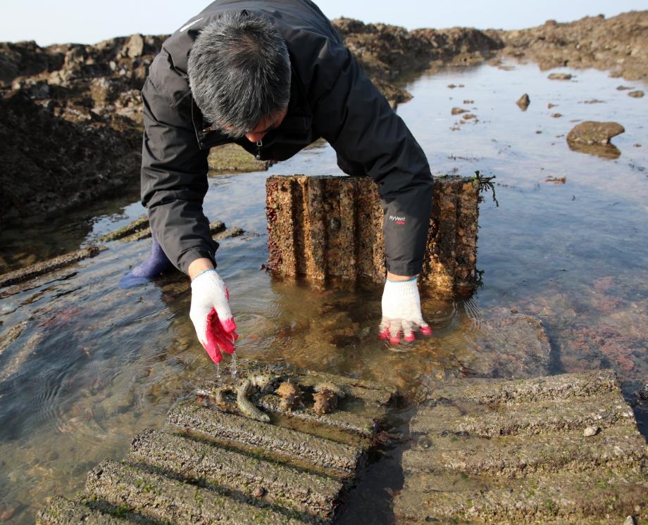 태안군, 해삼 대량생산 시설 조성에 144억 원 투입!