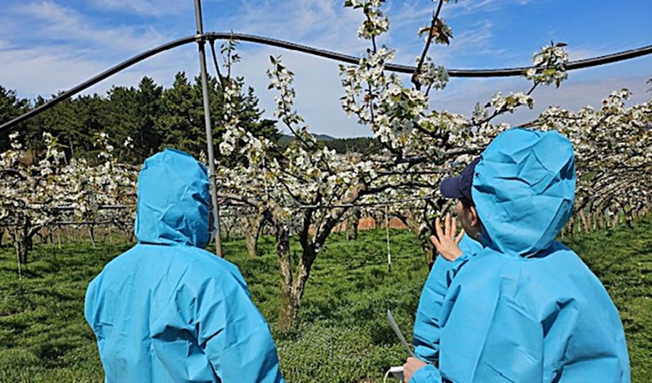 태안군, 내달부터 과수화상병 현장 예찰 돌입