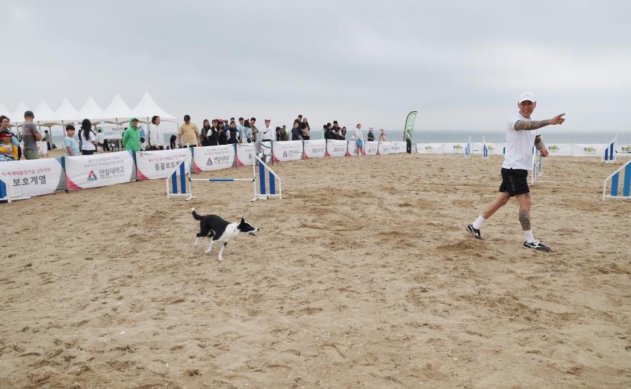 “댕댕이랑 바다가자!” 태안군 ‘반려동물 해변운동회’ 6월 7일 개최