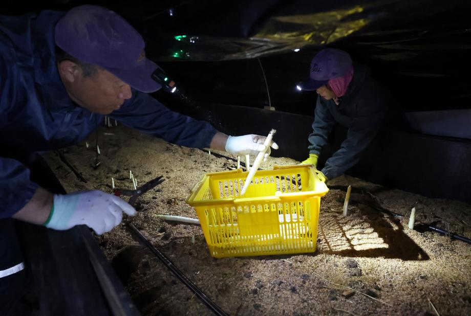 태안서 자란 ‘채소의 왕’ 화이트 아스파라거스, 치유식단으로 뜬다!