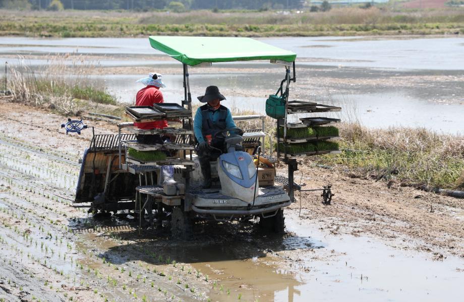 태안군, 7일 이원면서 올해 첫 모내기 시작!
