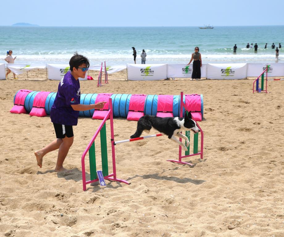 “태안, 축제로 물들다!” 반려동물 해변운동회 및 사구축제 ‘성료’