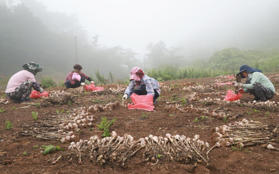 가의도産 육쪽마늘, 태안 ‘명품 마늘’ 우수성 알린다!