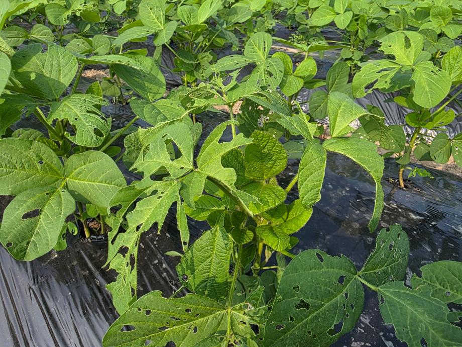 ‘농작물 나방 유충 피해 우려’ 태안군, 농가에 각별한 주의 당부