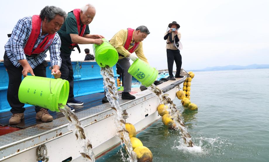 “폐사 막기 위한 결단” 태안군, 양식어류 67만여 마리 긴급방류