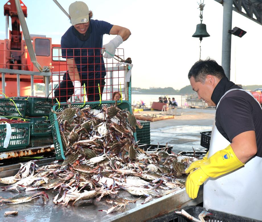 “꽃게야 반갑다!” 태안군 가을 꽃게잡이 드디어 시작!