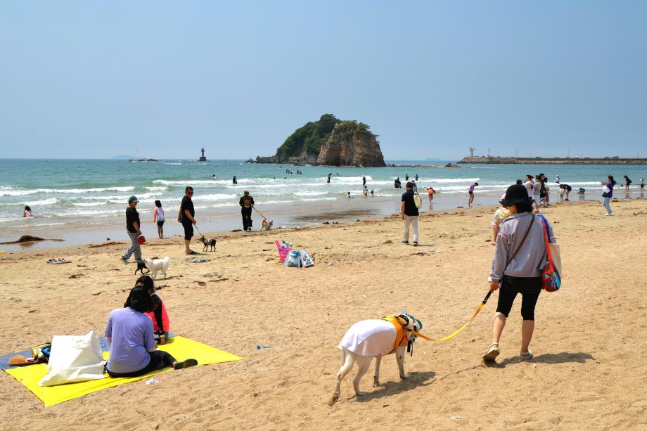 “반려동물과 태안가자!” 태안군, 10월 ‘댕댕이랑 태안가는 달’ 운영