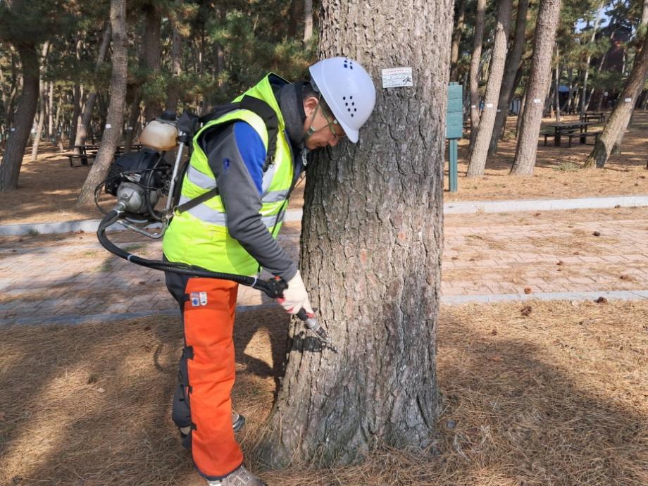 “산림자원 피해 막는다!” 태안군, 소나무재선충병 방제 총력전