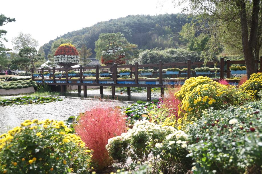 “태안으로 가을 국화 보러가요!” 태안 국화축제 10월 31일 개막