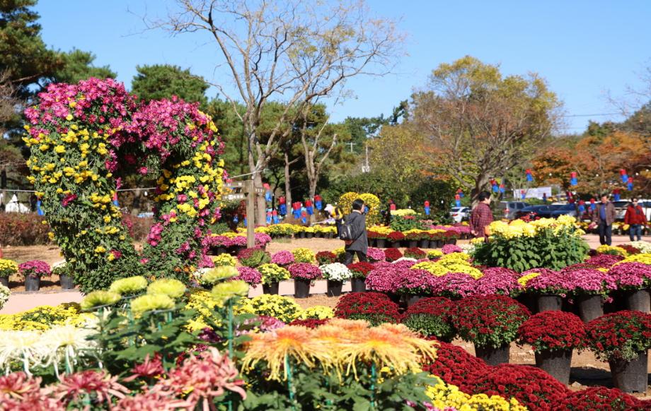 태안 국화축제, 11월 12일까지 연장 운영