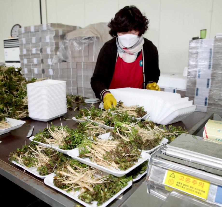 태안군 농산물 산지유통센터, 겨울 별미 ‘달래·냉이’ 유통 한창!