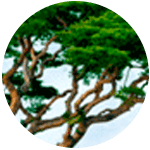 태안군의 나무 소나무 사진