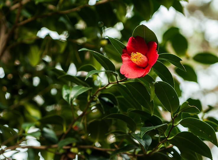 안면도자연휴양림이미지11