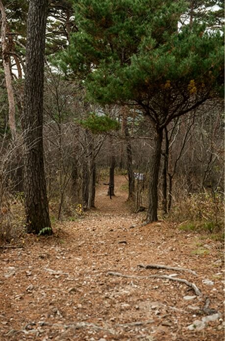 안면도자연휴양림이미지33