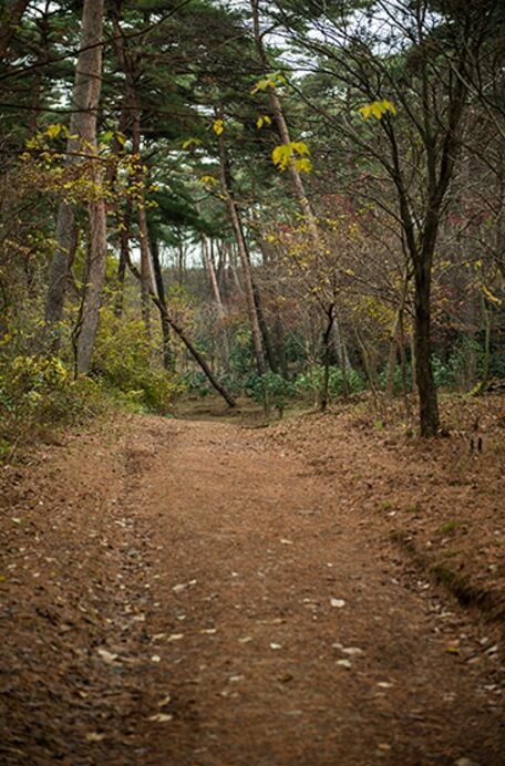 안면도자연휴양림이미지34
