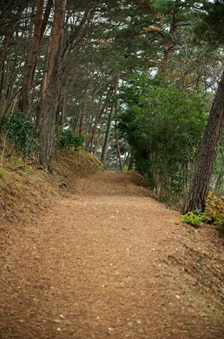 안면도자연휴양림이미지49