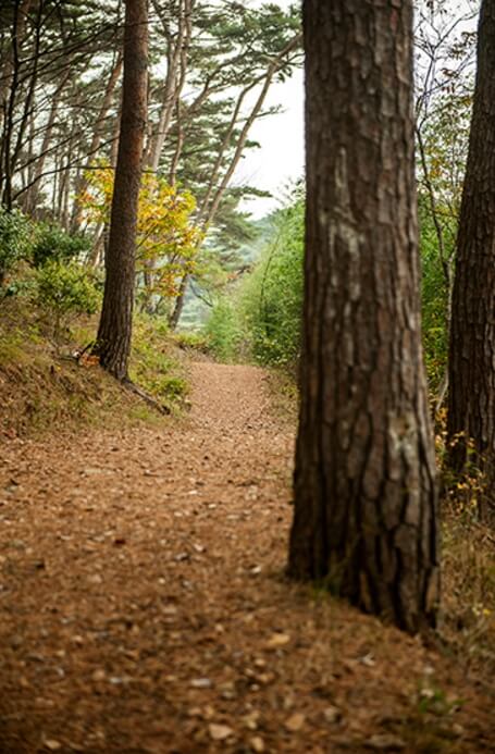 안면도자연휴양림이미지50