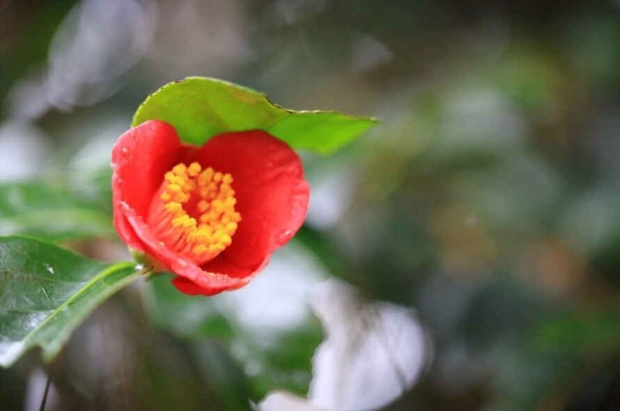 안면도자연휴양림이미지11