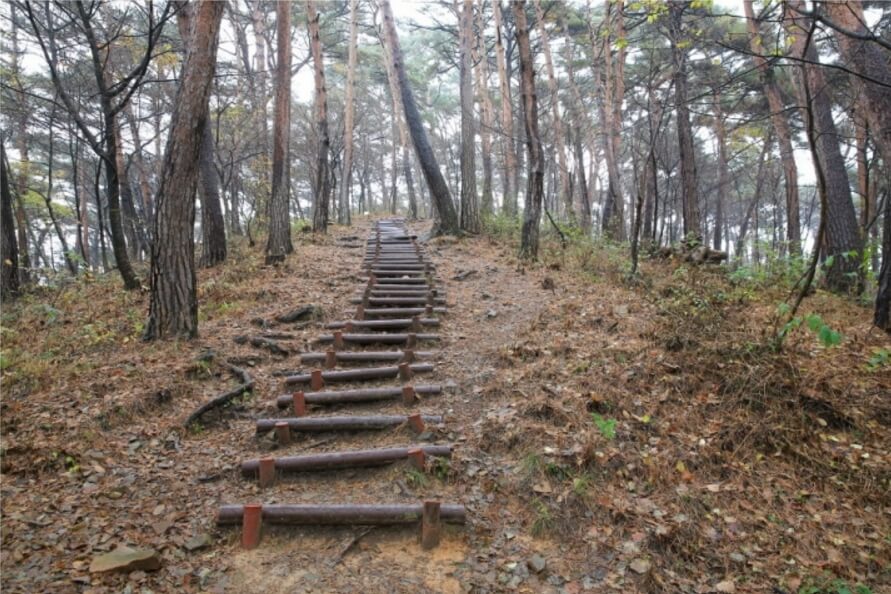 안면도자연휴양림이미지5