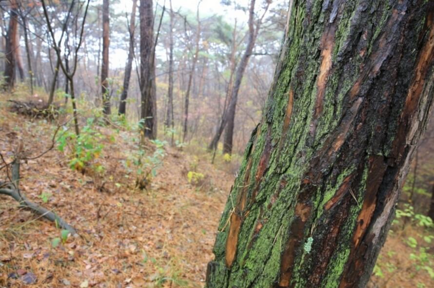 안면도자연휴양림이미지6