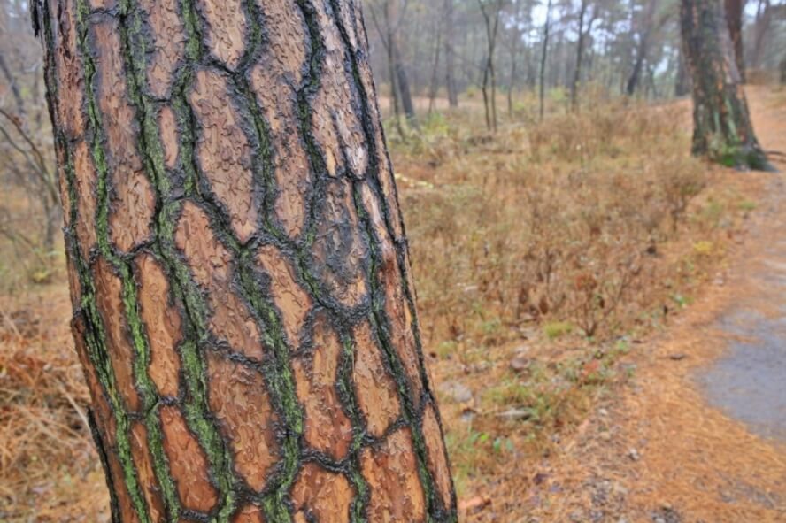 안면도자연휴양림이미지7